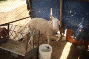 A beneficiary's sheep.