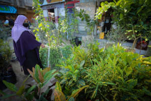 Mrs. Najah at the gardening shop