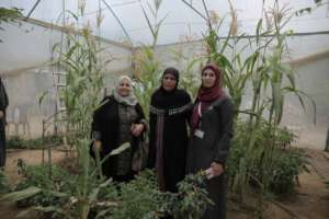 The owner of the garden (center) shows us her crop