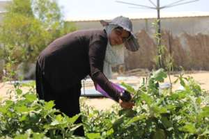 Amira's garden is in the Oriba neighborhood, Rafah