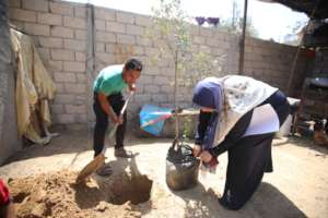 Planting an olive tree