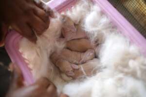 Newborn rabbits