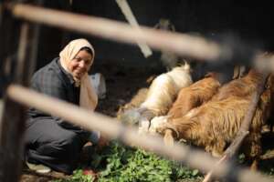 An old picture of Amira with her goats