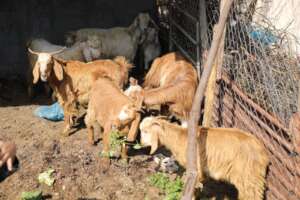 Amira's farm she raised from one goat