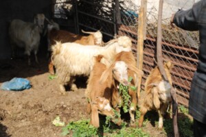Amira's goats eating fresh greens.