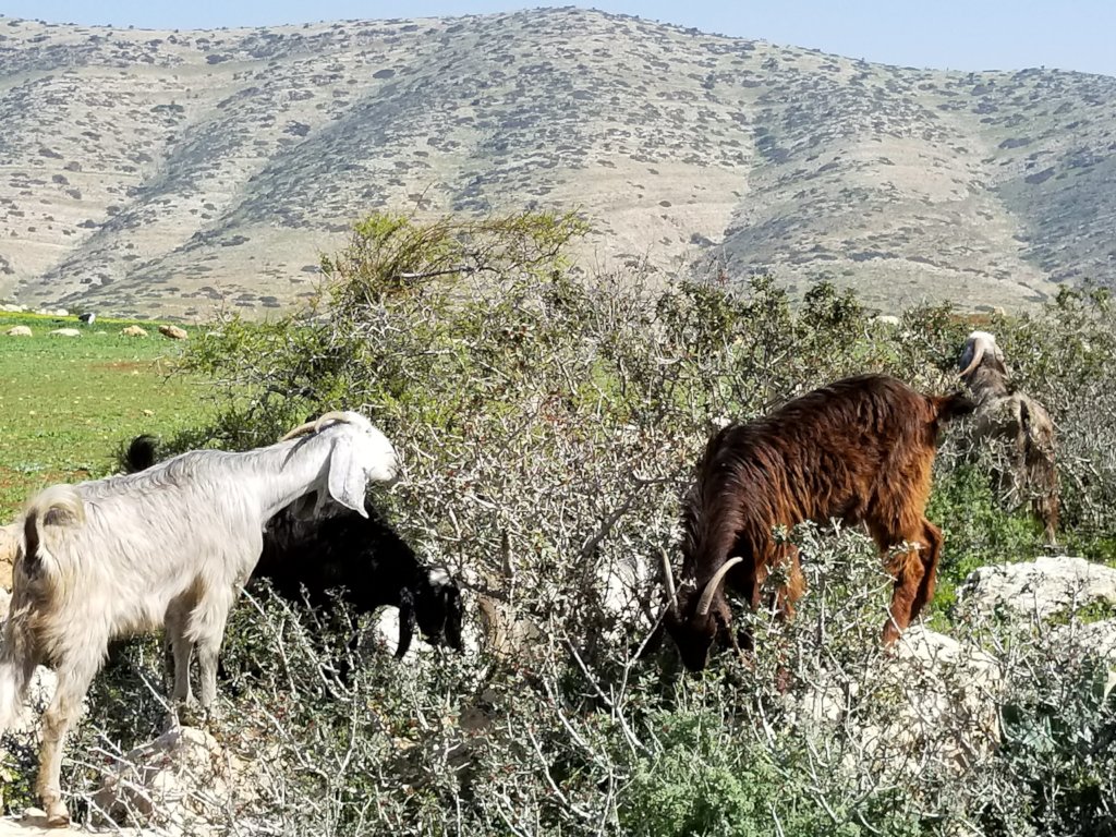 Gardens, Goats, and More: Climate Action Palestine