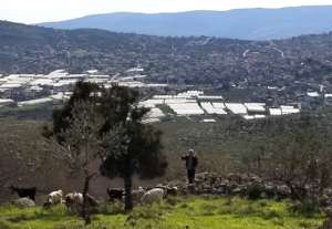 West Bank: Herding in the Jordan Valley