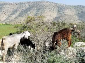 Goats- efficient in semi-arid Jordan Valley (W.B.)