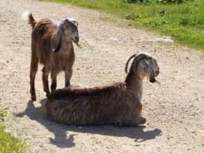 Long ears help them stay cool