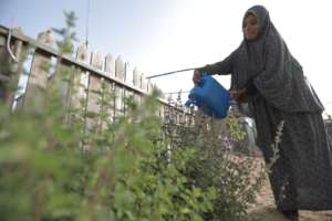 Rafah, Gaza: Kitchen garden makes a big difference