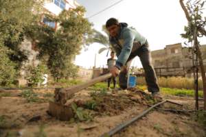 Rafah, Gaza: Tilling a garden in springtime