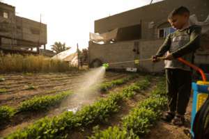 Rafah, Gaza: Watering the family garden
