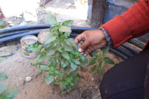 Self-sufficiency and food security is important