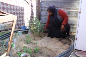Rania's new potted kitchen garden