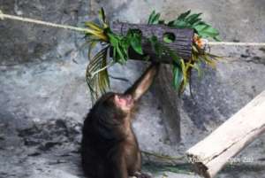 A Macaque Enjoying a Puzzle Feeder