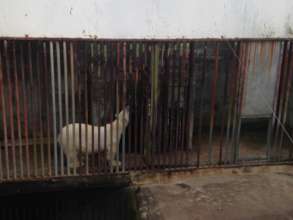 Many animals still suffer in captivity