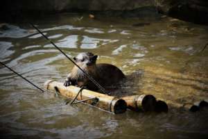 An otter enjoying an enrichment raft!