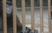 Wild Welfare's Urgent Appeal