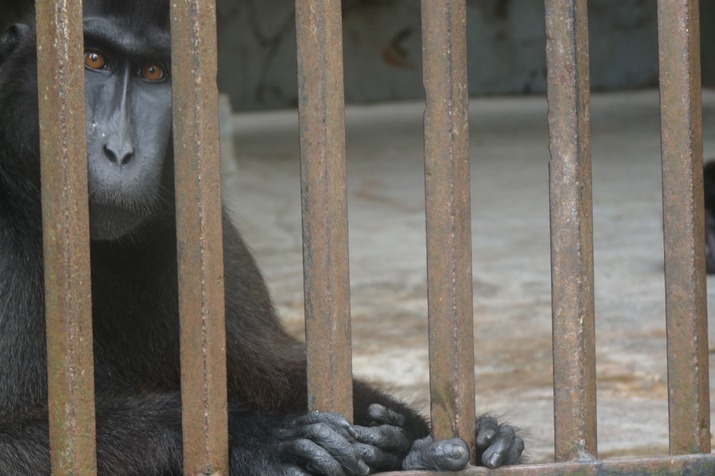 Wild Welfare's Urgent Appeal