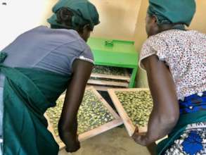 Drying okra