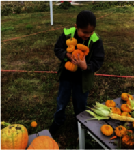 Healthy pumpkin harvest!