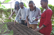 Gardens Grow Food for Families During COVID-19