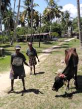 Looking after the cows at Anandapura Farm
