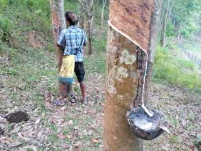 Rubber tapping at Asokapura Farm