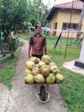 Susanthe collecting coconuts