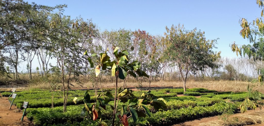 Transitioning villages to agroforestry in Tanzania