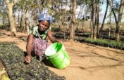 Transitioning villages to agroforestry in Tanzania