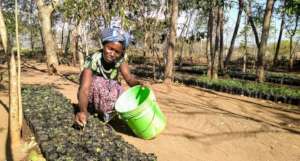 Transitioning villages to agroforestry in Tanzania