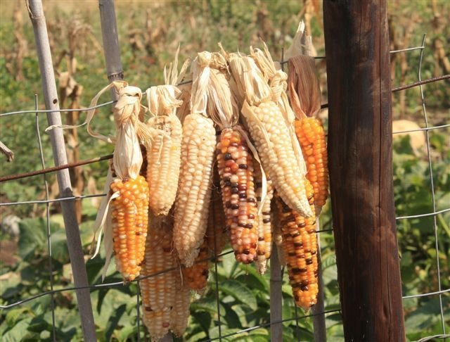 Develop sustainable farming in rural South Africa