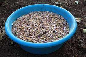 Seed-saving