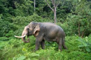 Elephants at elephant park Chang Chill in Thailand