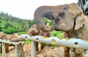 Protecting Thai elephants from COVID-19 effects