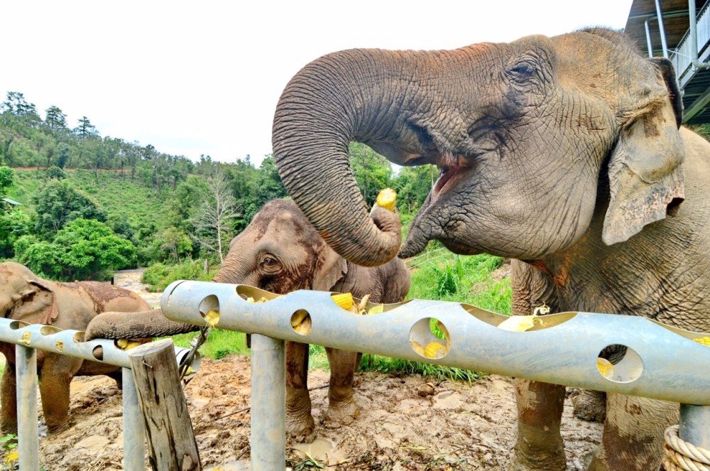 Protecting Thai elephants from COVID-19 effects