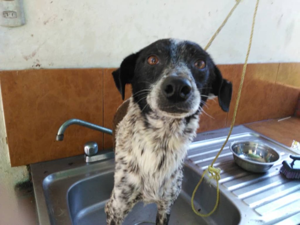 Help animals in Venezuela as result of COVID19