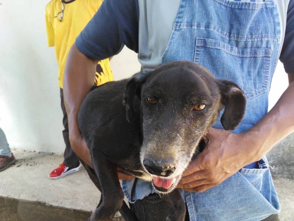 Help animals in Venezuela as result of COVID19