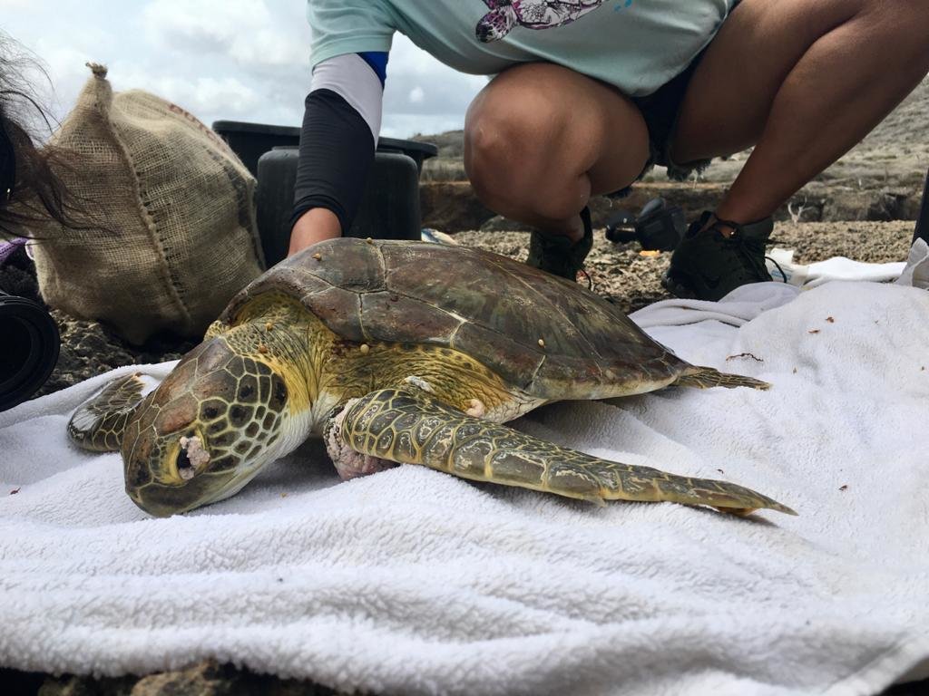 Help Sea Turtles during Unprecedented Crisis