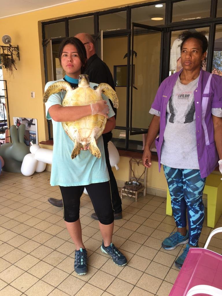 Help Sea Turtles during Unprecedented Crisis