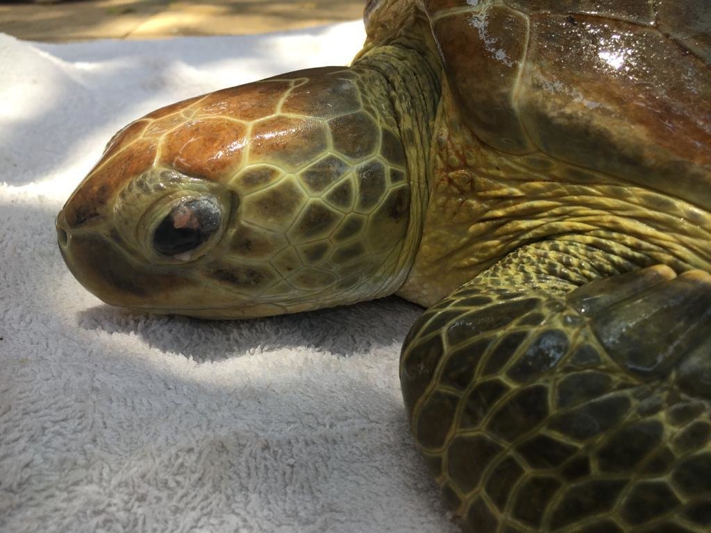 Help Sea Turtles during Unprecedented Crisis