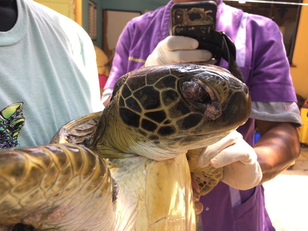 Help Sea Turtles during Unprecedented Crisis