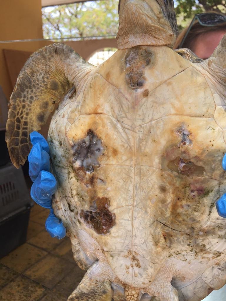 Help Sea Turtles during Unprecedented Crisis