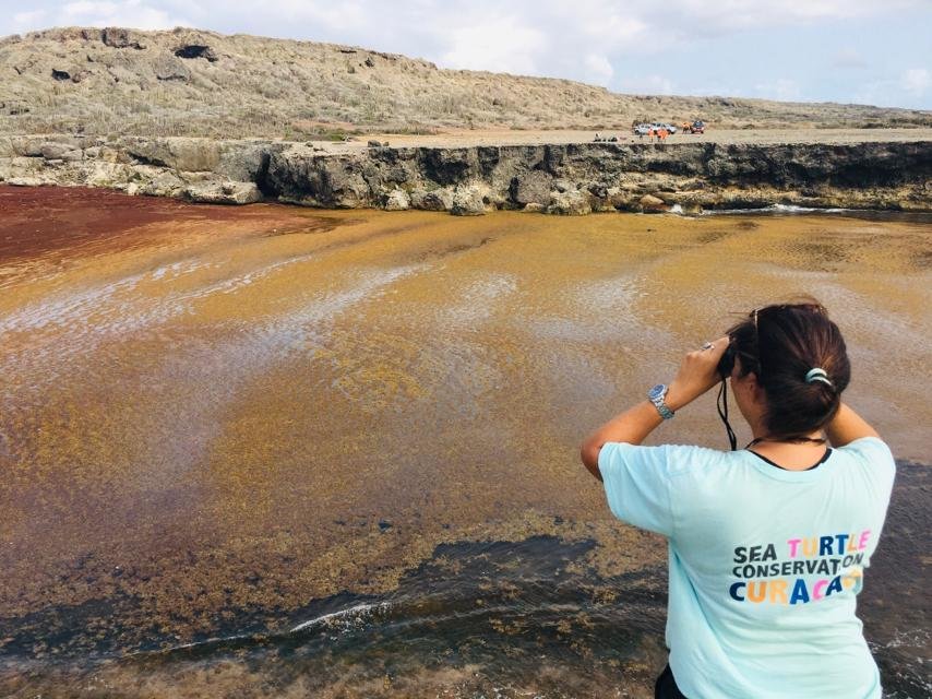 Help Sea Turtles during Unprecedented Crisis