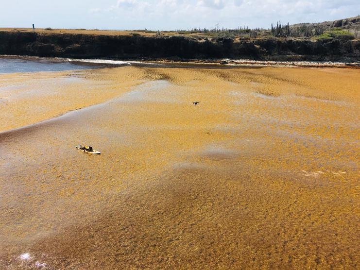 Help Sea Turtles during Unprecedented Crisis