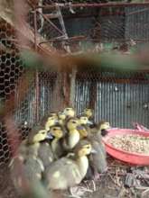 One of our first chicken coops