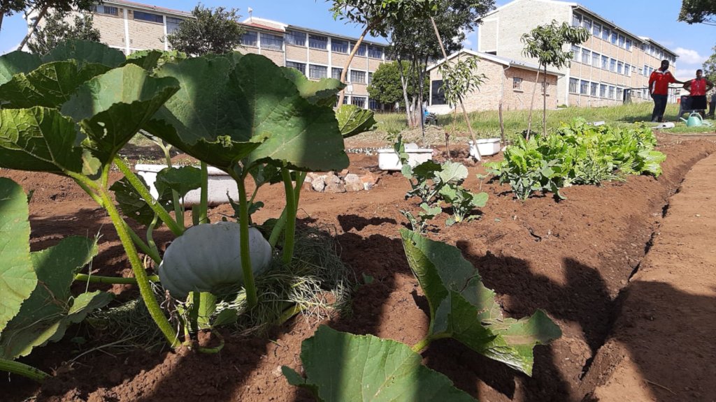Vegetable garden planted after cleanup