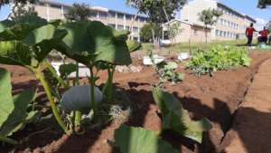 Vegetable garden planted after cleanup