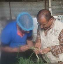 SYS SESSIONS ABOUT WASHING VEGETABLES AND FRUITS